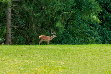 Naklejka na ściany i meble Hirsch auf einer Lichtung im Wald frisst Gras