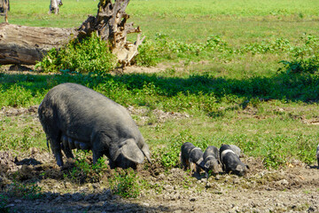 Turopolje pig with small piglets
