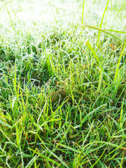 green grass background