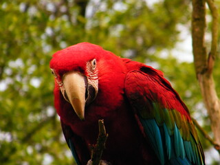 red and yellow macaw
