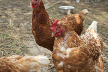A pair of pasture raised chickens peck for feed on the ground
