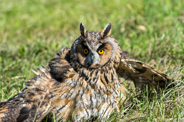 Eagle owl ( Asio Otus) with broken wings in green grass on a bright sunny day.