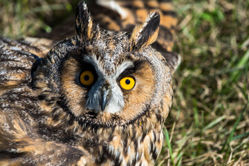 Eagle owl ( Asio Otus) with broken wings in green grass on a bright sunny day.