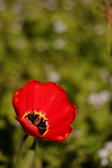 red tulip flower in the garden