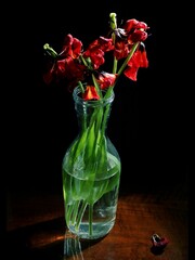Fototapeta na wymiar Fading tulips in a glass vase