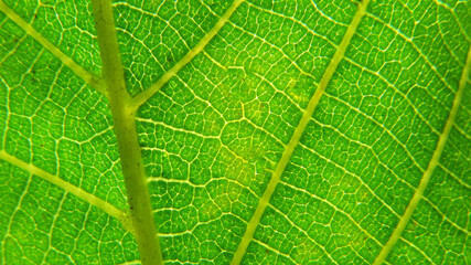 Green leaf macro photo.  Green leaf  background. Green leaf texture