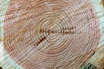 Naklejka premium Close-up of piled tree logs in the forest. Stacks of cut wood. Wood logs, timber logging.