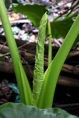 Alocasia macrorrhizos, Xanthosoma. Looking like roll.