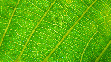 Green leaf macro photo.  Green leaf  background. Green leaf texture