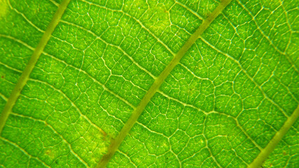Green leaf macro photo.  Green leaf  background. Green leaf texture