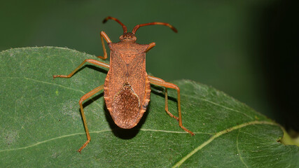 Braune Randwnze,  Gonocerus acuteangulatus, Randwanze, Hasel-Randwanze, Leder-Randwanze, Wanze, Insekt, Natur, Makro 