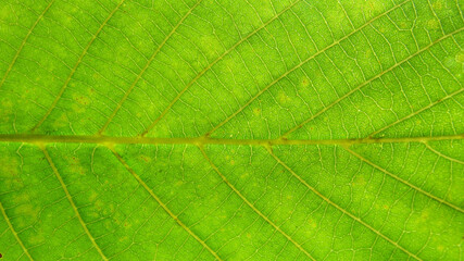 Fototapeta na wymiar Green leaf macro photo. Green leaf background. Green leaf texture
