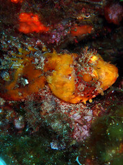 Rascasse brune - Scorpaena porcus