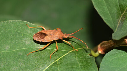 Braune Randwnze,  Gonocerus acuteangulatus, Randwanze, Hasel-Randwanze, Leder-Randwanze, Wanze, Insekt, Natur, Makro 