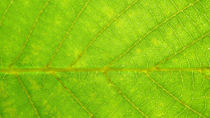 Fototapeta na wymiar Green leaf macro photo. Green leaf background. Green leaf texture