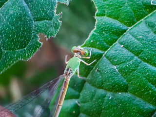 A dragonfly is perched on the leaves of a green tree. This is a garden.