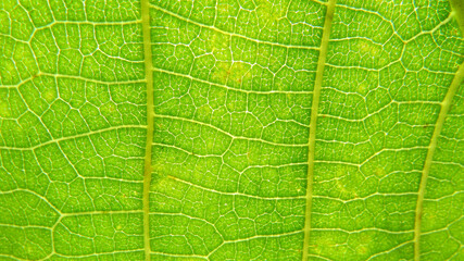Green leaf macro photo.  Green leaf  background. Green leaf texture