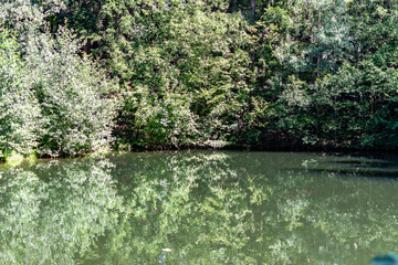 Trees on the shore of a forest lake on a sunny summer day in the middle of a forest. Beautiful view over the water to the shore