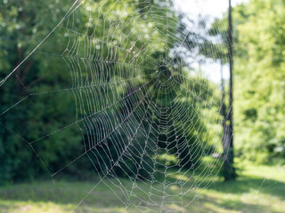 Beautiful spider web with water drops close-up. In the background a blurry summer landscape