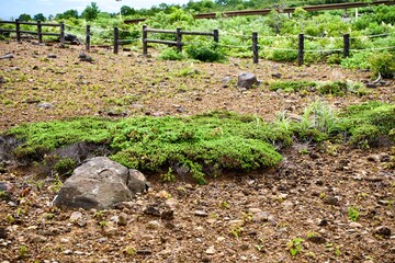 The small plants like moss at highland in Miyagi.