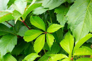 
green vine leaves in the garden