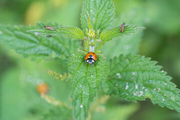 Single Ladybird red and black bug on nettle