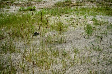 Thin plant at plateau in Miyagi.