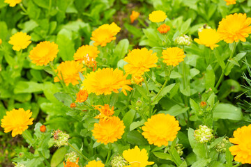 
orange flowers on green grass background