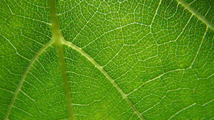 green leaf background. close up of leaf texture