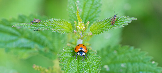 Single Ladybird red and black bug on nettle