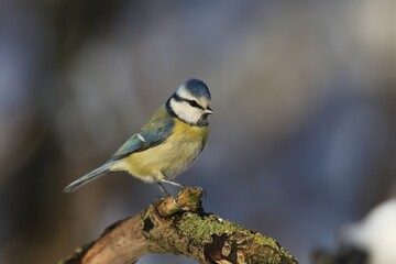 Cute eurasian blue tit sitting on the branch. Wildlife scene from nature. Song bird in the winter. Parus caeruleus.