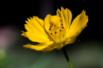 small yellow flower, close up, macro shot