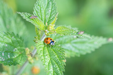 Single Ladybird red and black bug on nettle