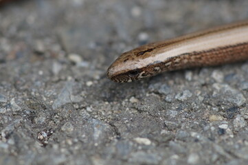 Blindschleiche