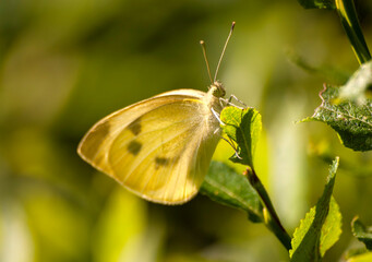 kremowy motyl odpoczywający na listku