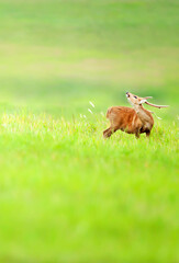 A Hog Deer relaxing on the grassland.