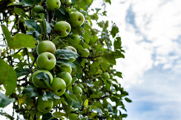 Apples hanging on branches of a tree in the garden. Healthy, fresh organic natural food. Sweet, delicious, ripe vegetarian diet. Green freshness. Bright agriculture background.