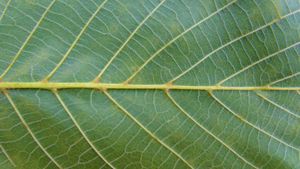 Green leaf macro photo.  Green leaf  background. Green leaf texture