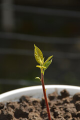 small sprout of avocado with small green leaves grows in a flower pot
