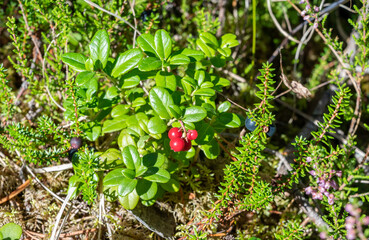 foxberries in forest