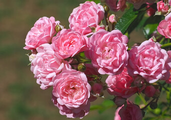 Beautiful closeup of pink isolated roses