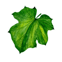 Watercolor pumpkin leaf hand drawn illustration. For clothes print, stickers and greeting cards. Halloween and fall harvest.