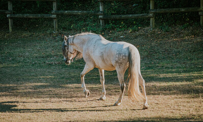 caballo blanco caminando en prado