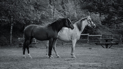 Obraz na płótnie Canvas pareja de caballos en blanco y negro