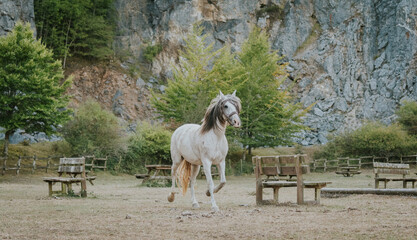 Caballo blanco caminando, white horse walking