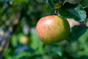 Obraz premium Close-up of an Apple on the branch of a tree in the garden. Healthy, fresh organic natural food. Sweet, delicious, ripe vegetarian diet. Green freshness. Bright agriculture background.