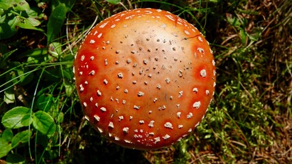 Fliegenpilz in der Natur, Nahaufnahme