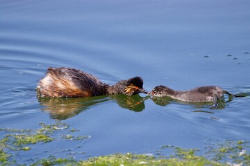 Grèbe à cou noir et son poussin