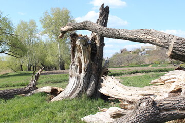 Old dry broken trees in nature reserve