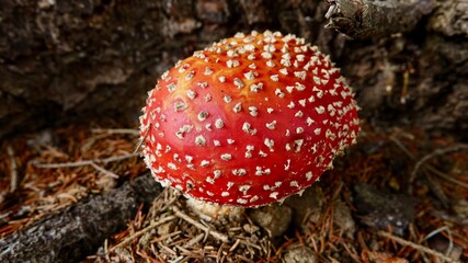 Fliegenpilz in der Natur, Nahaufnahme